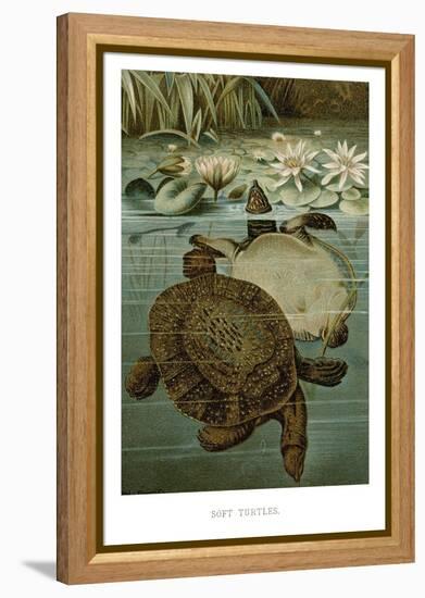 Soft Turtles-null-Framed Stretched Canvas