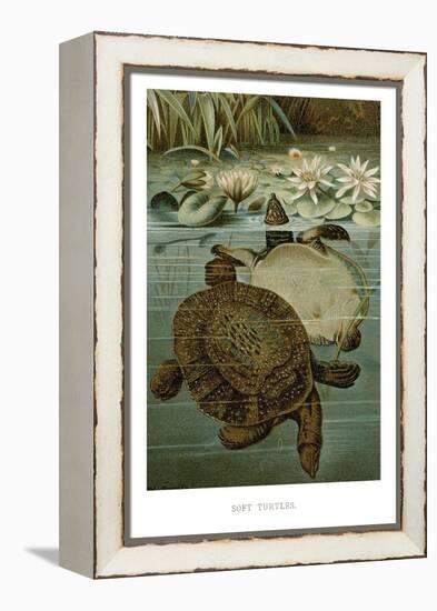 Soft Turtles-null-Framed Stretched Canvas