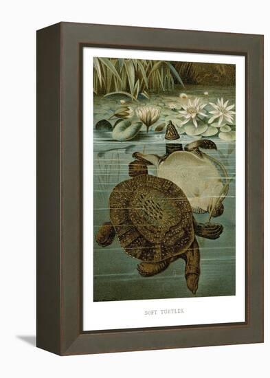 Soft Turtles-null-Framed Stretched Canvas