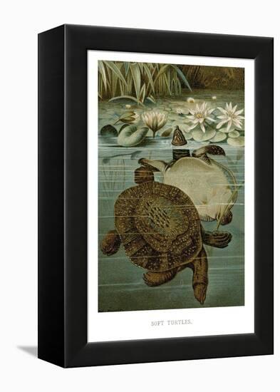 Soft Turtles-null-Framed Stretched Canvas