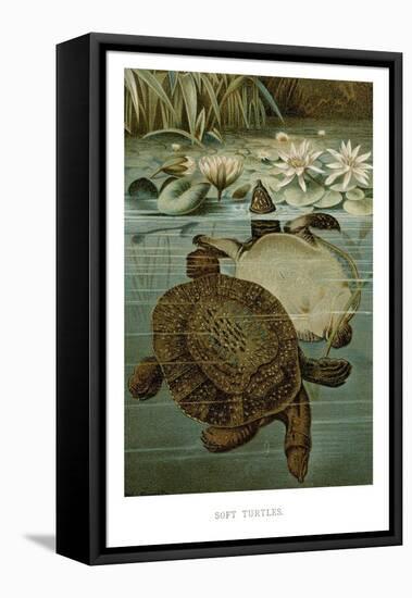 Soft Turtles-null-Framed Stretched Canvas