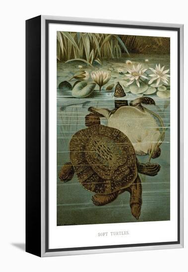 Soft Turtles-null-Framed Stretched Canvas