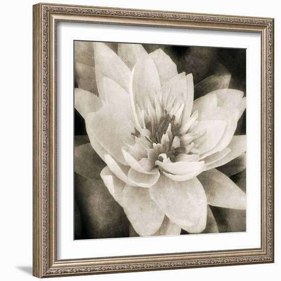 Soft Water Lily-Pete Kelly-Framed Giclee Print