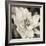 Soft Water Lily-Pete Kelly-Framed Giclee Print