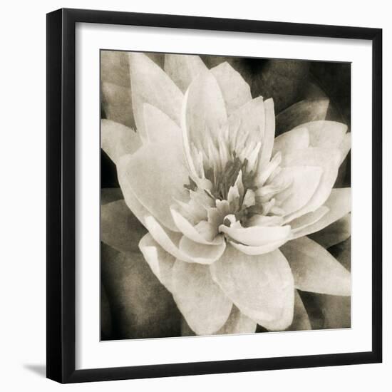 Soft Water Lily-Pete Kelly-Framed Giclee Print