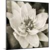 Soft Water Lily-Pete Kelly-Mounted Giclee Print