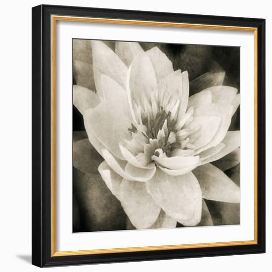 Soft Water Lily-Pete Kelly-Framed Giclee Print