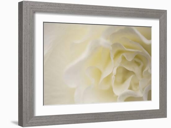 Soft White Begonia II-Rita Crane-Framed Photographic Print