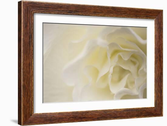 Soft White Begonia II-Rita Crane-Framed Photographic Print