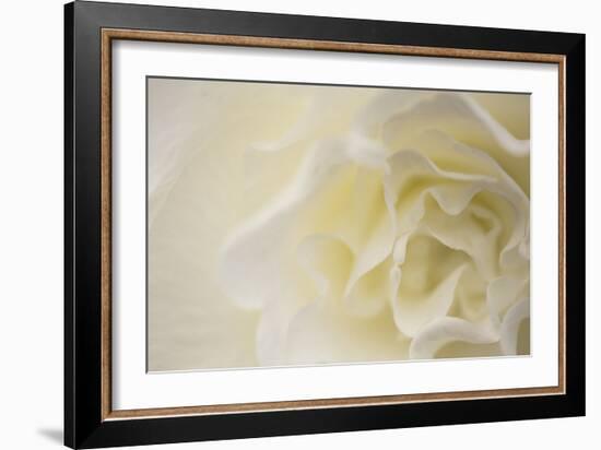 Soft White Begonia II-Rita Crane-Framed Photographic Print