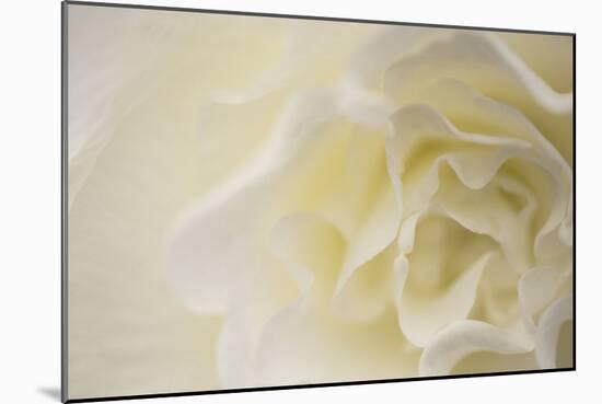 Soft White Begonia II-Rita Crane-Mounted Photographic Print