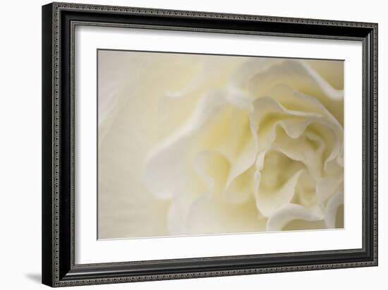 Soft White Begonia II-Rita Crane-Framed Photographic Print