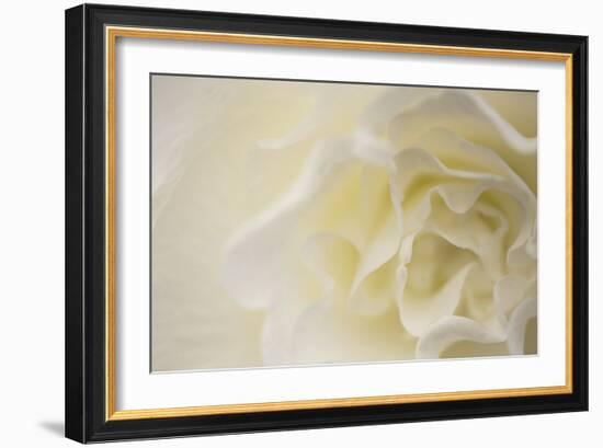 Soft White Begonia II-Rita Crane-Framed Photographic Print