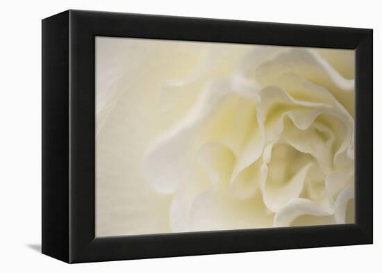 Soft White Begonia II-Rita Crane-Framed Premier Image Canvas