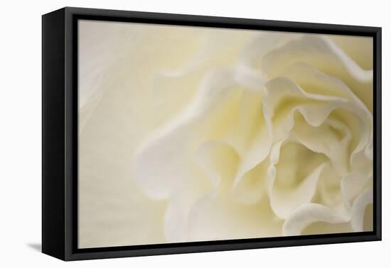 Soft White Begonia II-Rita Crane-Framed Premier Image Canvas