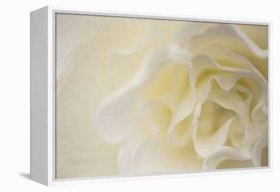 Soft White Begonia II-Rita Crane-Framed Premier Image Canvas