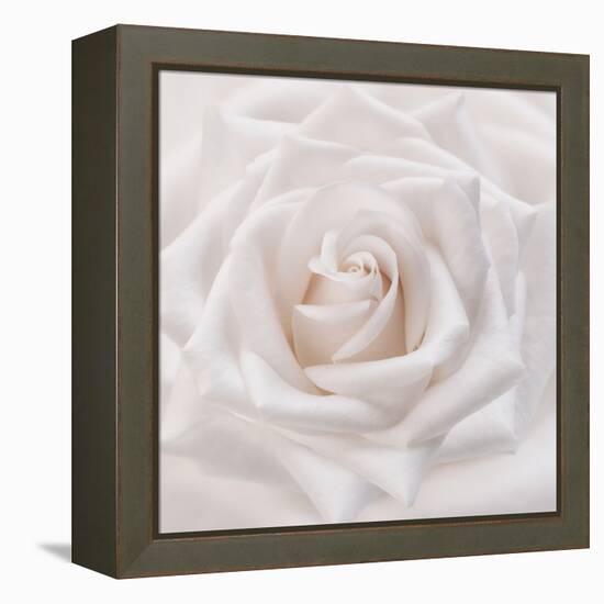 Soft White Rose-Cora Niele-Framed Premier Image Canvas