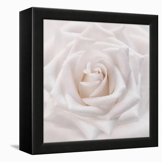 Soft White Rose-Cora Niele-Framed Premier Image Canvas