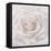 Soft White Rose-Cora Niele-Framed Premier Image Canvas