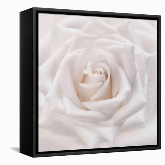 Soft White Rose-Cora Niele-Framed Premier Image Canvas