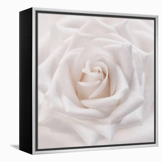 Soft White Rose-Cora Niele-Framed Premier Image Canvas