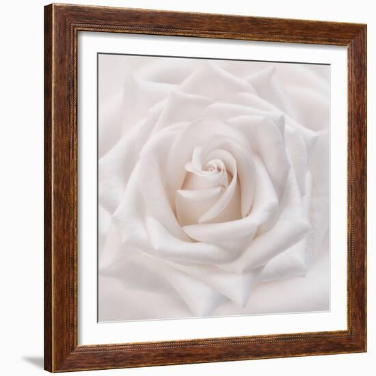 Soft White Rose-Cora Niele-Framed Photographic Print