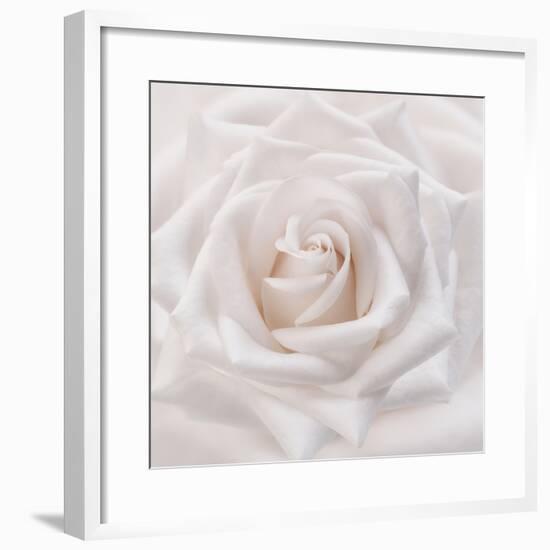 Soft White Rose-Cora Niele-Framed Photographic Print