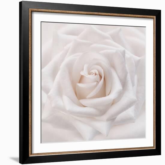 Soft White Rose-Cora Niele-Framed Photographic Print