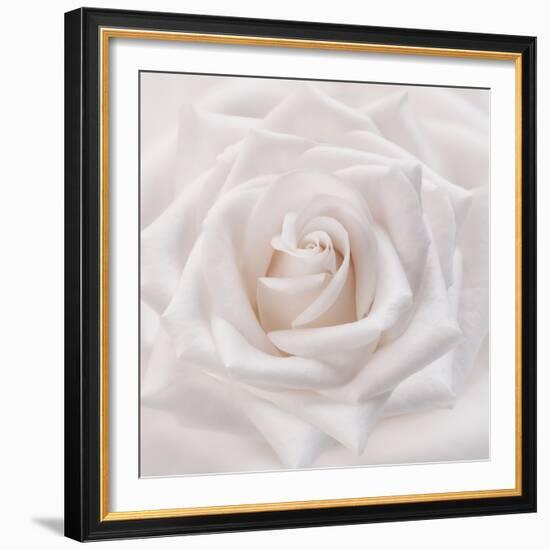 Soft White Rose-Cora Niele-Framed Photographic Print