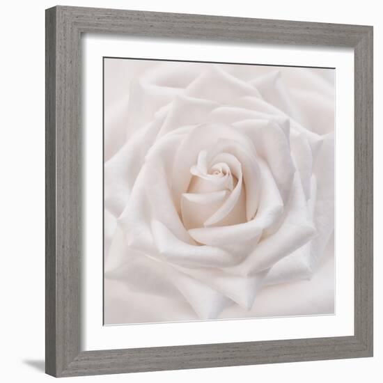 Soft White Rose-Cora Niele-Framed Photographic Print