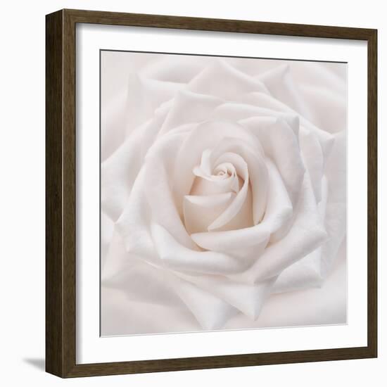 Soft White Rose-Cora Niele-Framed Photographic Print