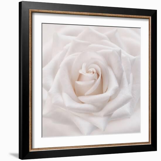 Soft White Rose-Cora Niele-Framed Photographic Print