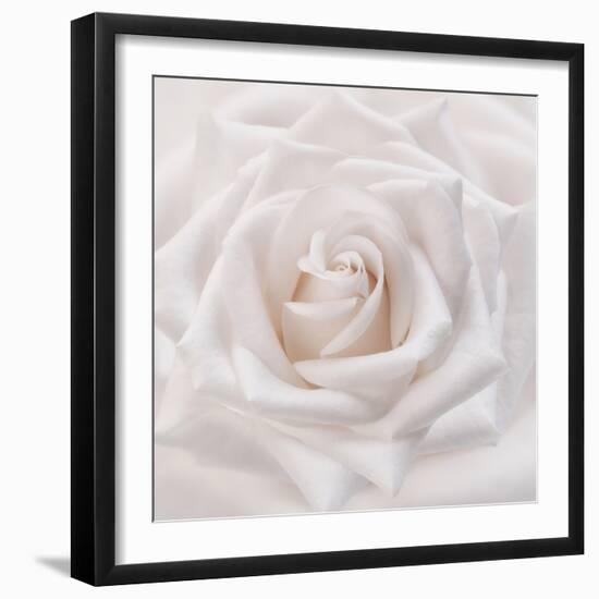 Soft White Rose-Cora Niele-Framed Photographic Print