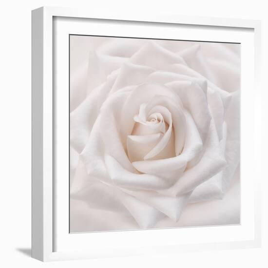 Soft White Rose-Cora Niele-Framed Photographic Print