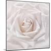 Soft White Rose-Cora Niele-Mounted Photographic Print