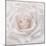 Soft White Rose-Cora Niele-Mounted Photographic Print