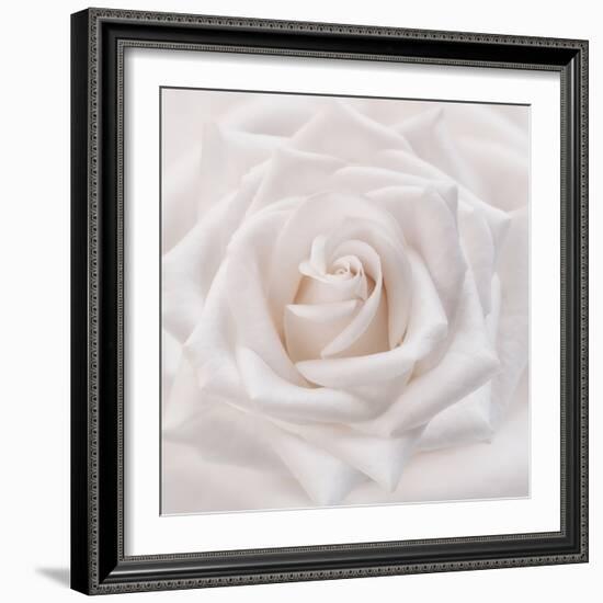 Soft White Rose-Cora Niele-Framed Photographic Print