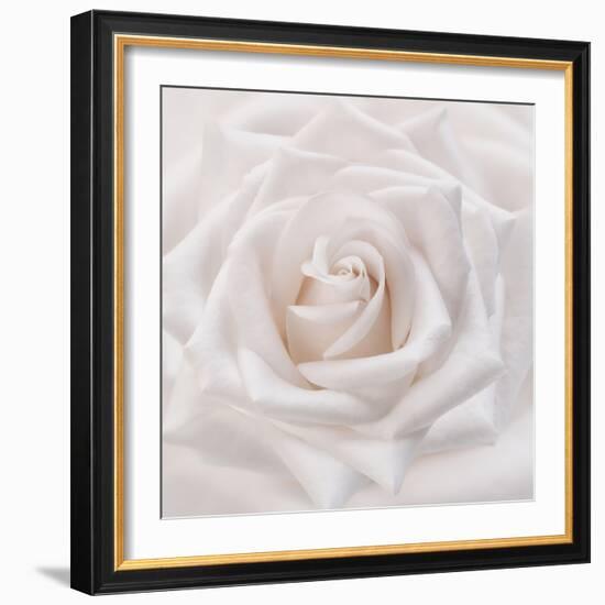 Soft White Rose-Cora Niele-Framed Photographic Print