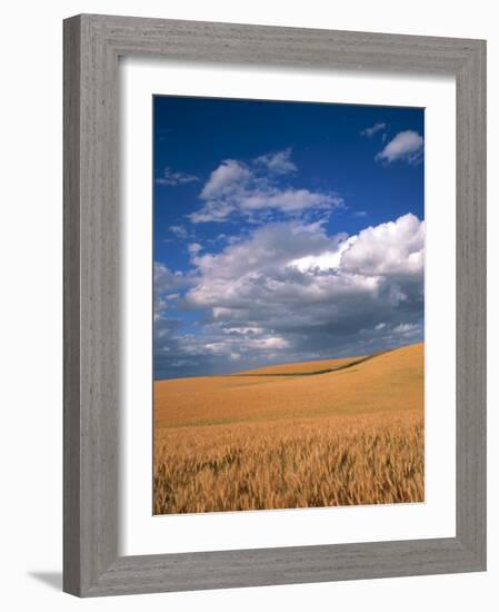 Soft White Wheat Ripening, Spokane County, Washington-Greg Probst-Framed Photographic Print