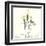 Soft Yellow Orchids-Albert Koetsier-Framed Art Print