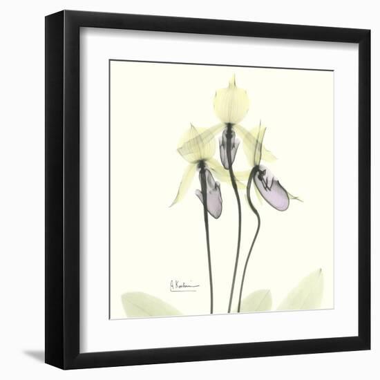 Soft Yellow Orchids-Albert Koetsier-Framed Art Print