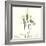 Soft Yellow Orchids-Albert Koetsier-Framed Art Print