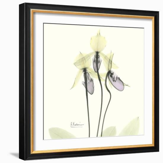 Soft Yellow Orchids-Albert Koetsier-Framed Art Print