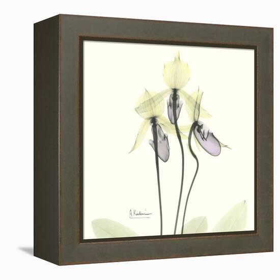 Soft Yellow Orchids-Albert Koetsier-Framed Stretched Canvas