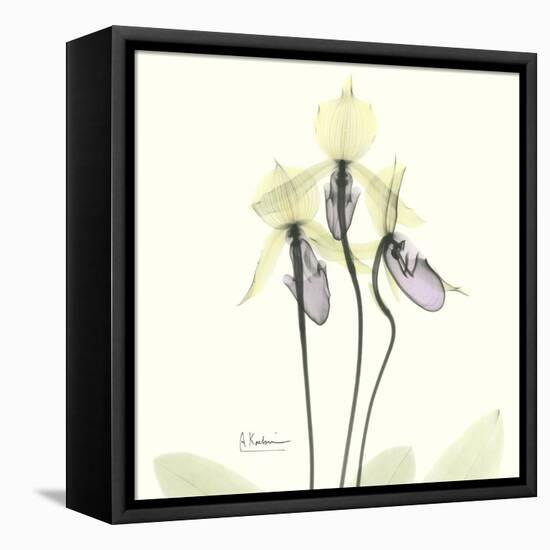 Soft Yellow Orchids-Albert Koetsier-Framed Stretched Canvas