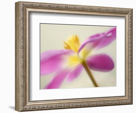 Soft Yellow-Heidi Westum-Framed Photographic Print