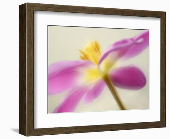 Soft Yellow-Heidi Westum-Framed Photographic Print