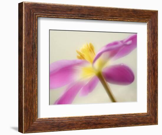 Soft Yellow-Heidi Westum-Framed Photographic Print