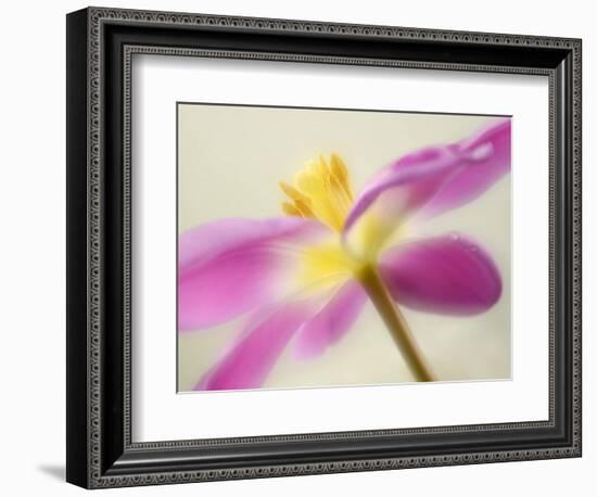 Soft Yellow-Heidi Westum-Framed Photographic Print