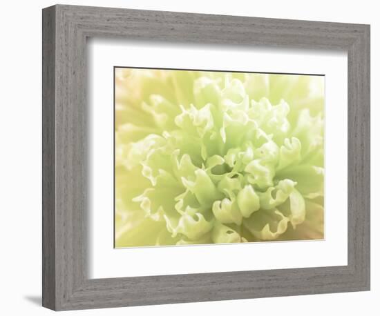 Softest Flower Beauty 5-null-Framed Photographic Print